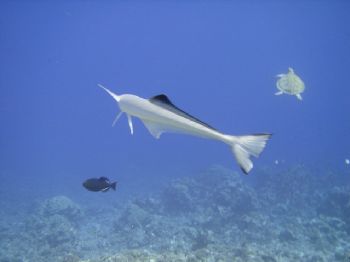"Peel Off", Sony T1 auto mode internal flash ,BoraBora Ta... by Gar Macrae 